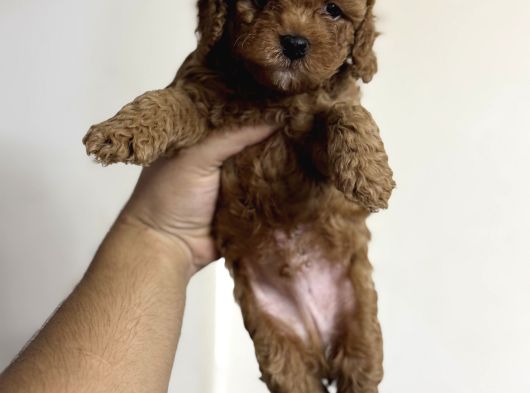 Toy Poodle Tadında Orjinal Maltipoo Bebekler görsel