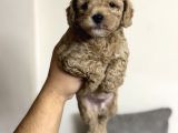 Toy Poodle Tadında Orjinal Maltipoo Bebekler