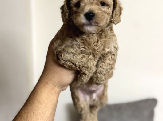 Toy Poodle Tadında Orjinal Maltipoo Bebekler görsel