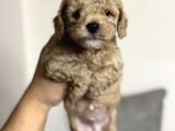 Toy Poodle Tadında Orjinal Maltipoo Bebekler