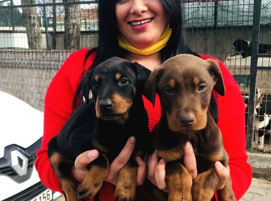 Ki̇ng Doberman Yavrularimiz görsel