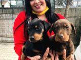 Ki̇ng Doberman Yavrularimiz