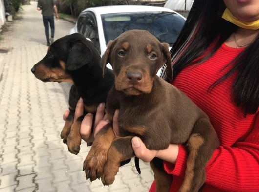 Ki̇ng Doberman Yavrularimiz görsel