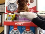 Toypoodle Yavruları