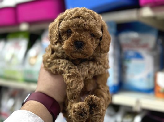 Irk Garantili Orjinal Toy Poodle Yavrularımız
