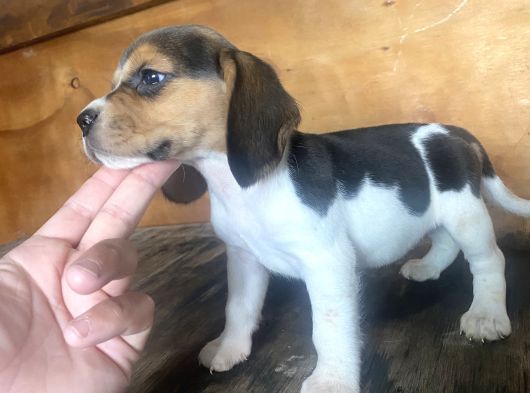Erkek Ve Dişi Beagle Yavrular görsel