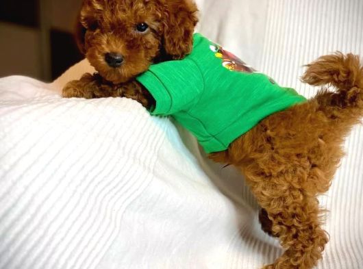 Irk Garantili Orjinal Toy Poodle Yavrularımız görsel