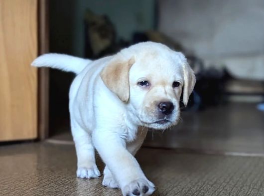 Ruhsatli̇ Çi̇fli̇kten Labrador Retri̇ever Yavrulari İstanbul görsel