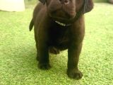Ruhsatli̇ Çi̇fli̇kten Labrador Retri̇ever Yavrulari İstanbul