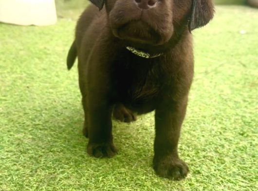 Ruhsatli̇ Çi̇fli̇kten Labrador Retri̇ever Yavrulari İstanbul görsel