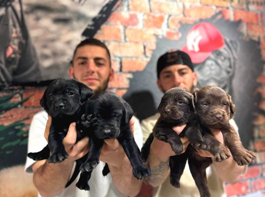 Burkem Ruhsatlı Çifliğimizden A Kalite Labrador görsel