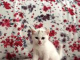 British White Yavrumuz Yeni Ailesini Bekliyor
