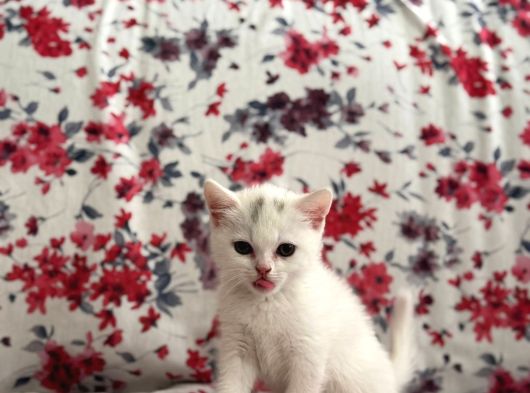 British White Yavrumuz Yeni Ailesini Bekliyor görsel