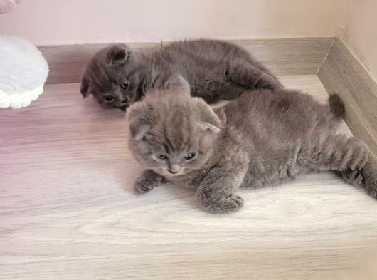 Tatlimi Tatli Top Kafa Scoti̇shler görsel