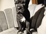 Üst kalite siyah cane corso yavrular
