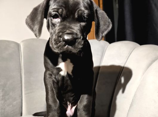 Üst Kalite Siyah Cane Corso Yavrular görsel