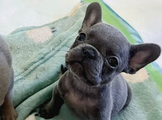 Blue Ve Lilac French Buldog Bebekler görsel