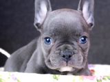 Blue ve lilac french buldog bebekler