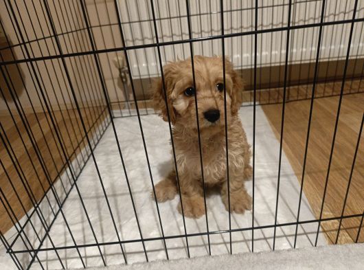 Maltipoo Kızımız Yeni Yuvasını Arıyor
