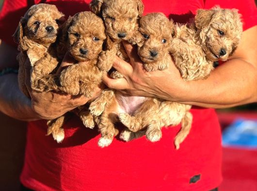 Teacup Boy Apricot Toypoodle Kg Garanti̇li̇ görsel