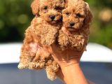TEACUP BOY APRICOT TOYPOODLE KG GARANTİLİ