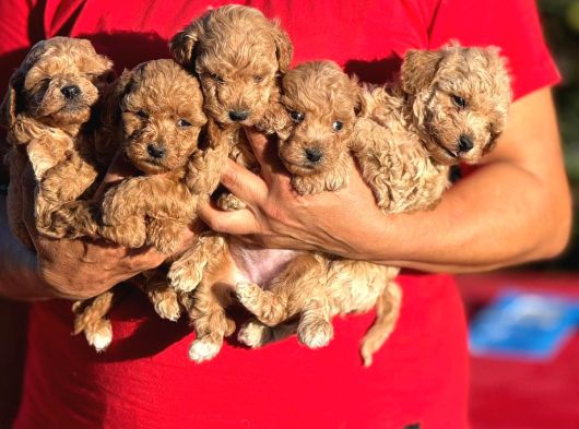 Teacup Boy Apricot Toypoodle Kg Garanti̇li̇ görsel