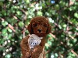 Toy Poodle Yavrular