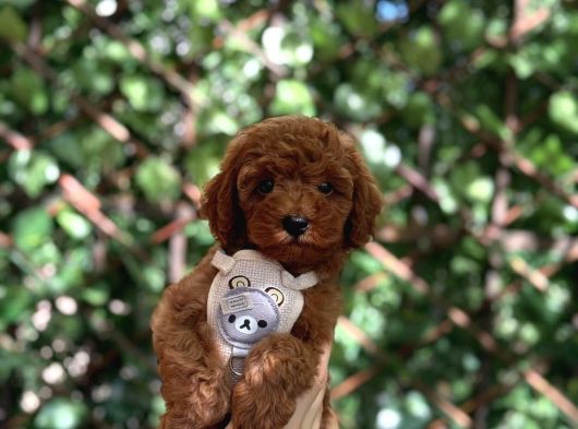 Toy Poodle Yavrular görsel