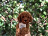 Toy Poodle Yavrular