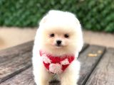 Teddy Bear Yavrular