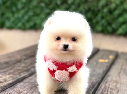 Teddy Bear Yavrular