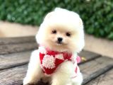 Teddy Bear Yavrular