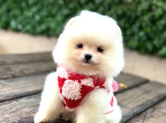 Teddy Bear Yavrular görsel