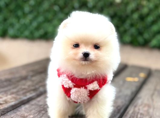 Teddy Bear Yavrular görsel