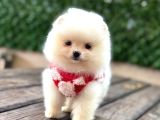 Teddy Bear Yavrular