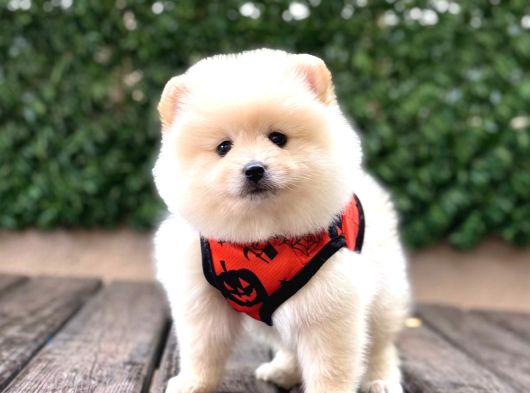 A Kalite Pomeranian Boo görsel