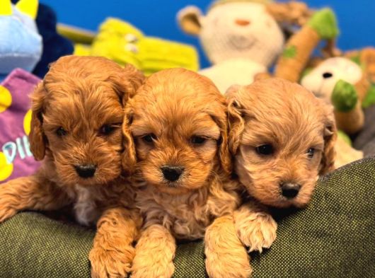 Irk Garanti̇li̇ Teacup Malti̇poo Yavrularimiz