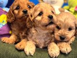 Irk Garanti̇li̇ Teacup Malti̇poo Yavrularimiz