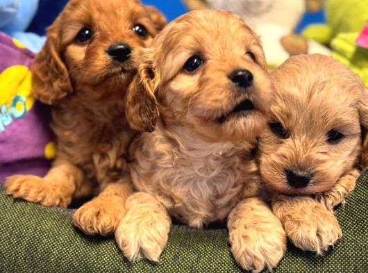 Irk Garanti̇li̇ Teacup Malti̇poo Yavrularimiz görsel