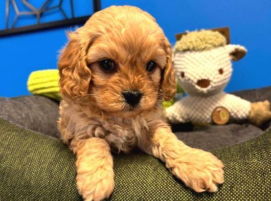 Irk Garanti̇li̇ Teacup Malti̇poo Yavrularimiz görsel