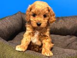 Irk Garanti̇li̇ Teacup Malti̇poo Yavrularimiz