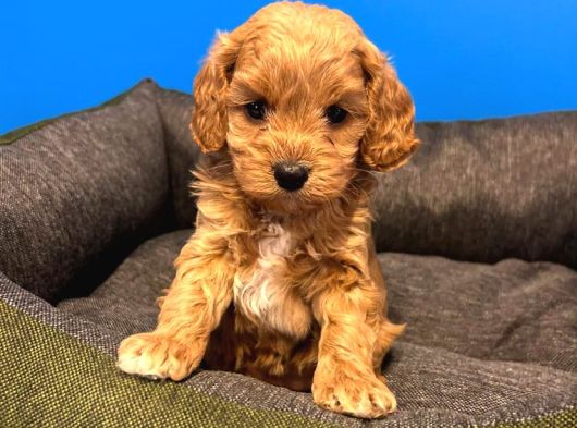 Irk Garanti̇li̇ Teacup Malti̇poo Yavrularimiz görsel