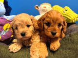 Irk Garanti̇li̇ Teacup Malti̇poo Yavrularimiz