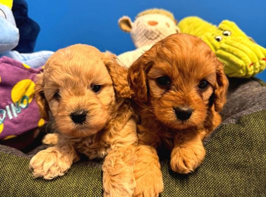 Irk Garanti̇li̇ Teacup Malti̇poo Yavrularimiz görsel