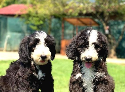 Bernedoodle Bebekler Çi̇ftli̇ği̇mi̇zden Her Boy -Renk görsel