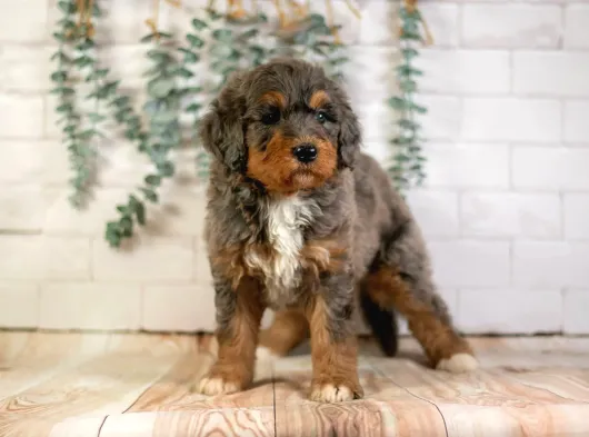Bernedoodle Bebekler Çi̇ftli̇ği̇mi̇zden Her Boy -Renk görsel