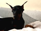 Irkinin En İyi̇si̇ Ki̇ng Doberman Albay