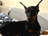 Irkinin En İyi̇si̇ Ki̇ng Doberman Albay