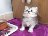Cins Efsane Güzellikte Eğik Kulak Scottish Fold Yavrularım