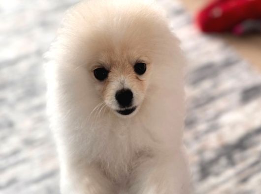 Tam Ayıcık Ve Erkek Pomeranian Boo Yavrumuz görsel